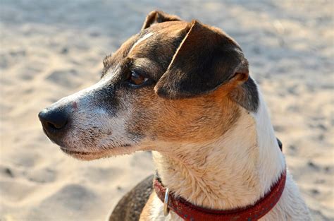 Er ist ein flinker terrier mit grossem jagdeifer. Brasilianischer Terrier im Rassenportrait | edogs Magazin
