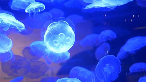 Amazing Jellyfish At The Vancouver Aquarium Youtube