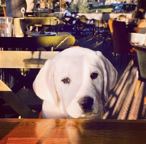 We did not find results for: Big boy in 2020 | Puppies, Puppy love, Labrador retriever