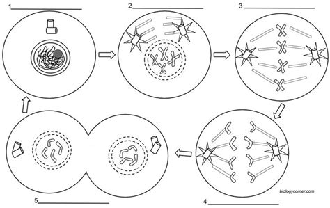 Go for the very low hanging fruit. Mitosis Coloring in 2020 | Mitosis, Cell cycle, Color worksheets