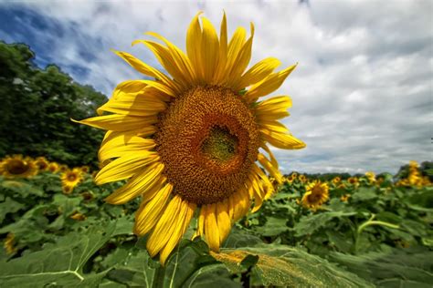 Shine On Sunflowers In Poolesville Md At Mckee Beshers Wi Flickr