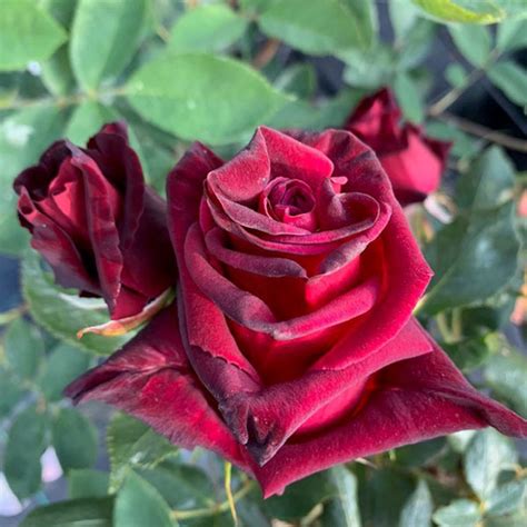 Black Baccara Rose Quality Roses Direct From Grower
