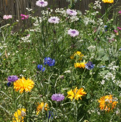 We did not find results for: Edible Flower Seed Mixture|Applewood Seed Company