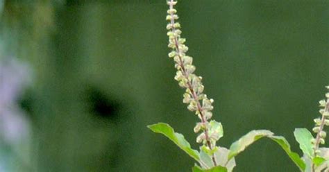 Tulsi Healing Herb ~ Cool Critters