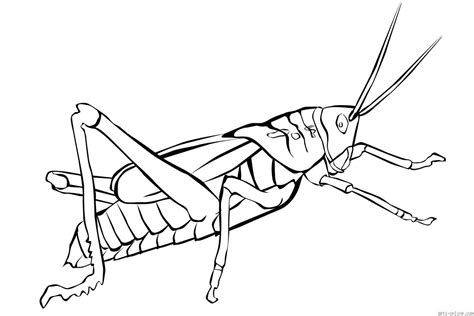 Grasshopper Coloring Pages For Kids - Preschool and Kindergarten