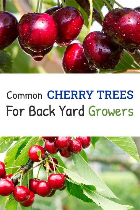 30 Cherry Varieties Common Cherry Trees For Back Yard Growers Cherry Tree