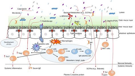 The Intestinal Microbiota And The Host Immune System Interaction