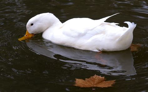 Pekin duck is a breed of domesticated duck used primarily for egg and meat production. American Pekin Duck - Queen Victoria Gardens, Melbourne | Flickr