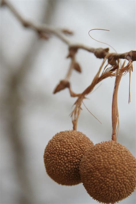 Sycamore Seed Pods In 2020 Seed Pods Tree Seeds Seeds