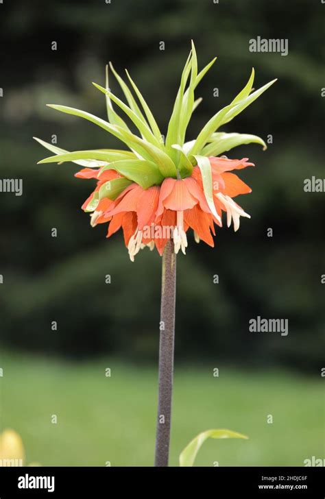 Crowns Of Flowers Hi Res Stock Photography And Images Alamy