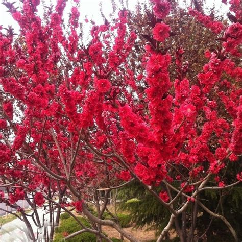 10 Pcs Red Japanese Cherry Blossoms Seeds Courtyard Garden Bonsai