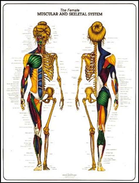 Female Back Muscle Chart Muscle Anatomy Chart Anterior Chartex