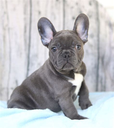 Do All French Bulldogs Ears Stand Up