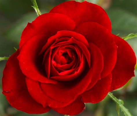 Beautiful Red Rose Passion Free Stock Photo Public Domain Pictures