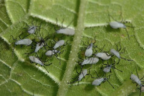 Little black bugs eating my plants. Growing Squash: The Complete Guide to Plant, Grow ...
