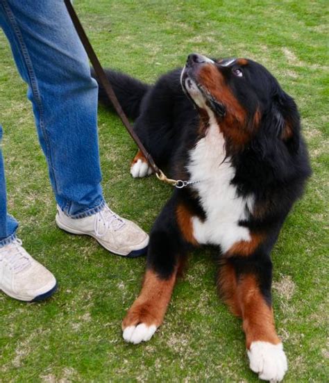 170 Short Haired Bernese Mountain Dog Stock Photos Pictures And Royalty