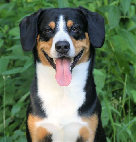 30 Best Entlebucher Sennenhund Images On Pinterest