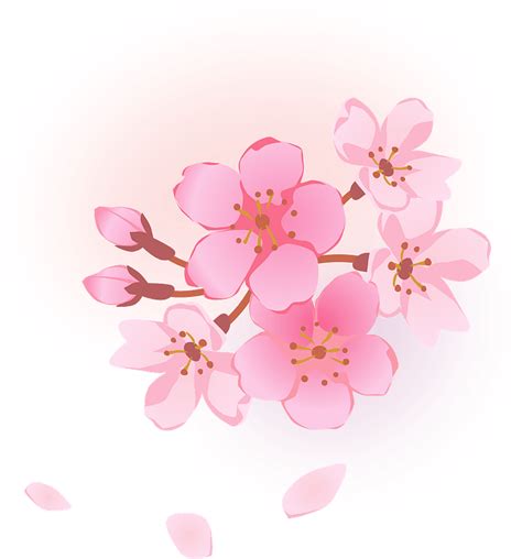 Cherry Blossoms Flower Clipart Free Download Transparent Png Creazilla