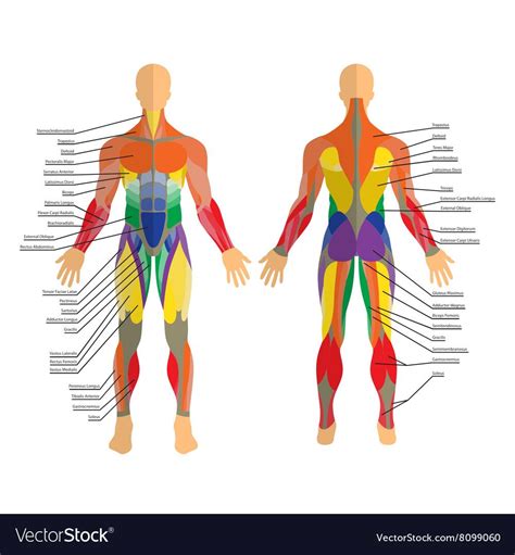 Locate the following body parts on your model and read about their function. Detailed of human muscles Exercise Royalty Free Vector ...