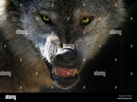 Wolf Head Showing Teeth Stock Photo Alamy