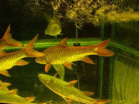 Jangan risau sebab wanista mudahkan kerja anda semua! Malaysian Mahseer or Kelah: Senarai baru bagi harga ikan ...