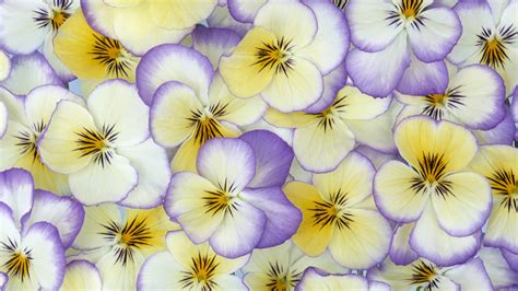 Beautiful Pansy Flower Petals Wallpapers And Images Wallpapers