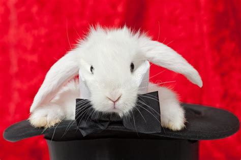 Cute Rabbit In Top Hat And Bow Ti Stock Image Image Of Active