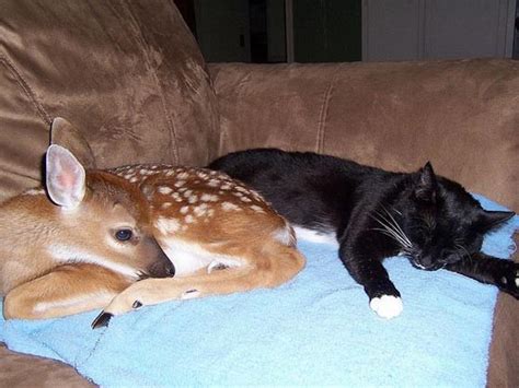 Cat And Deer Best Of Friends Love Meow