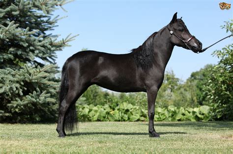 See more ideas about horses, unicorn photos, unicorn pictures. The Miniature Horse | Pets4Homes