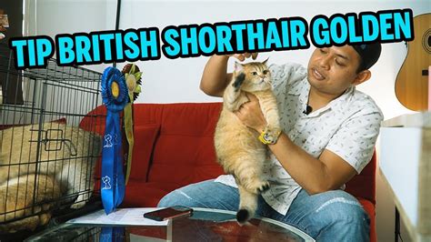 Boutique british shorthair breeder specializing in solid cream, solid blue, solid lilac, blue bicolor and golden shaded. Tip Pengenalan Untuk British Shorthair Golden - YouTube