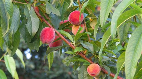 Elberta Peach Tree Yarden