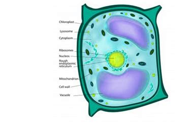Cell wall composition varies depending on the organism. Cell Wall - Components | Function of Cell Wall | Plant ...