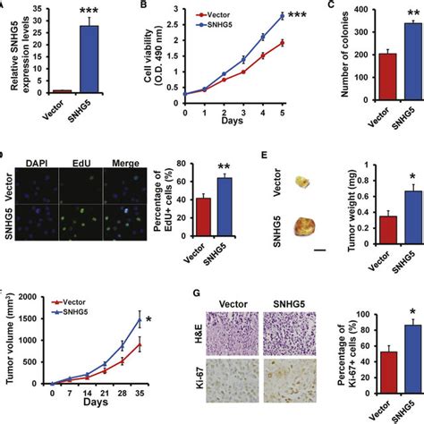 Knockdown Of Snhg5 Inhibits Cell Proliferation And Induces Apoptosis In