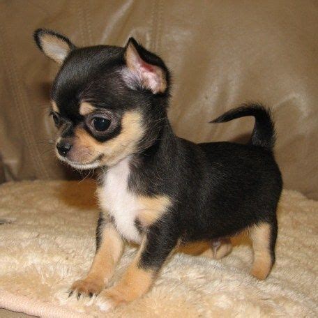 The most common brown tan chihuahua material is metal. black chihuahua puppies - Google Search | Chihuahua ...