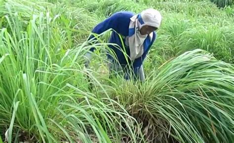 Untuk melindungi produk, memberikan informasi, memberikan daya jual, dan menjaga kehigienisan produk. Berbagi Tips: Berbagai ragam Manfaat Serai Wangi Untuk ...