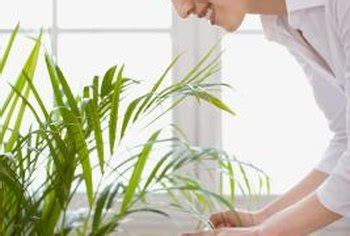 I also noticed that the soapy water did not grow on the first two days and then shot up on the last two days. 🎉 Effects of soapy water on plants. What effect does soap ...