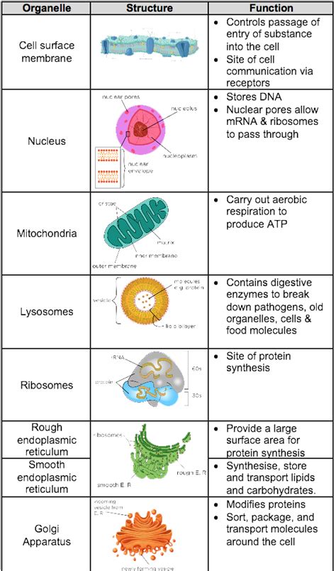 A Level Biology Aqa Notes Structure Of Eukaryotic Cells A Level Notes