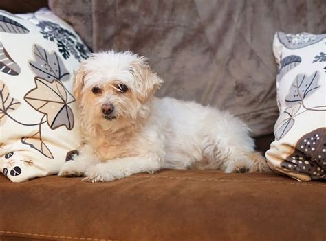 Vous avez remarqué un sérieux changement de comportement chez votre chien ? 15 races de chien géniales pour la vie en appartement | Rover Blog