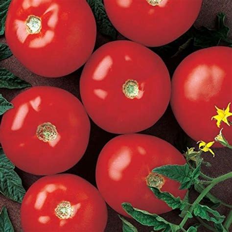 Tomato Mountain Fresh Plus F1 Vegetable Seeds Package