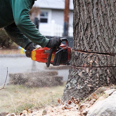 Tree removal is based on a price per foot, with average costs being $12 to $13 per foot. How to Estimate the Cost of Tree Removal
