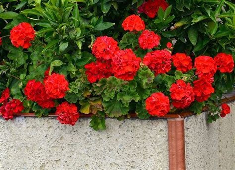 10 Beautiful Bold Red Annuals For Your Garden Garden Lovers Club Grow