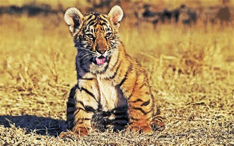 animals Wallpapers HD / Desktop and Mobile Backgrounds