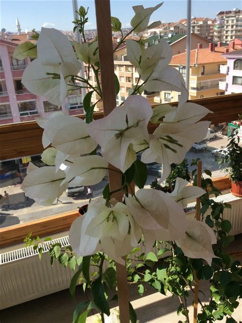 Check spelling or type a new query. Pin by pelyna on Bountiful Bougainvillea ...