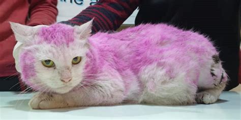 Sweet Pregnant Cat Found With Purple Dyed Fur Escapes Certain Death Cole And Marmalade