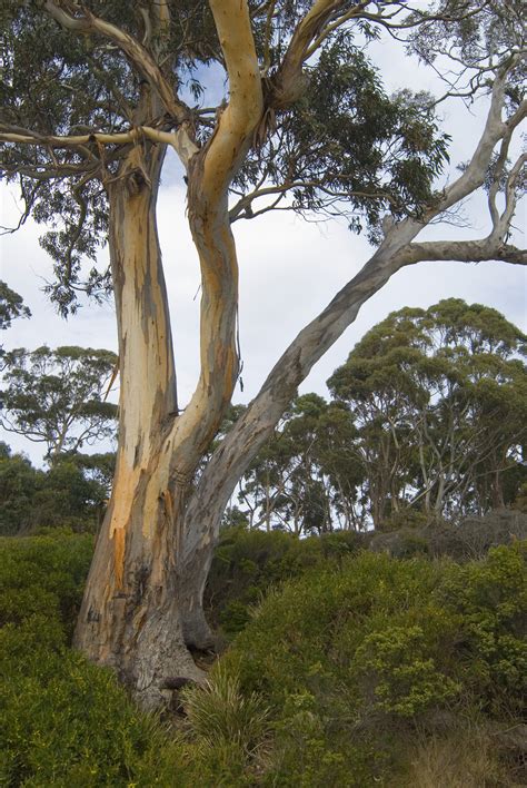 The name gum tree may also be applied to gum tree-5148 | Stockarch Free Stock Photos