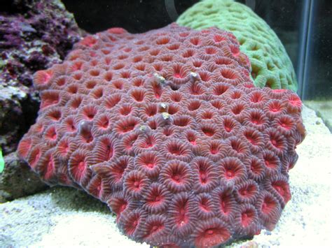 Large Polyp Stony Corals Lps Tyler Merrick