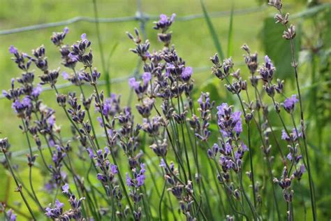 Flowers that bloom all summer in indiana. Easy Flowers that Bloom all Summer | Family Food Garden