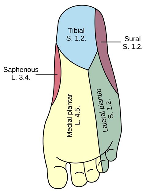 The borders designated by the diagrams in the 1918 edition. Nerve supply of the human leg - Wikipedia