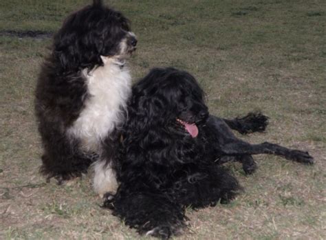 Pick up only northeast tennessee. Portuguese Water Dog puppy dog for sale in Franklin, Tennessee