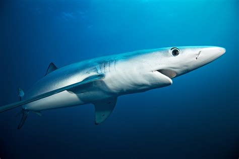 Blue Shark Facts Habitat Diet Life Cycle Baby Pictures